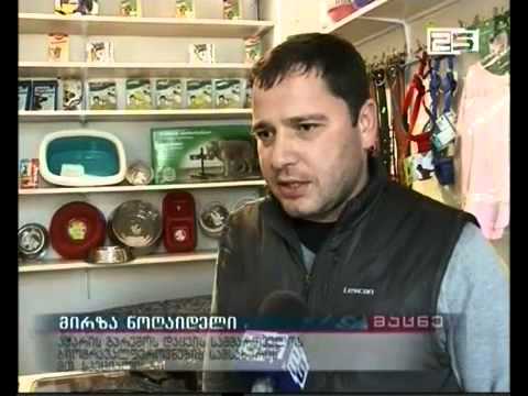 ძაღლებისგან დაკბენილი ირემი