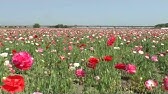 大地を覆い尽くすファンタジー 世界の絶景お花畑10選 Youtube 大地を覆い尽くすファンタジー 世界の絶景お花畑10選 Youtube