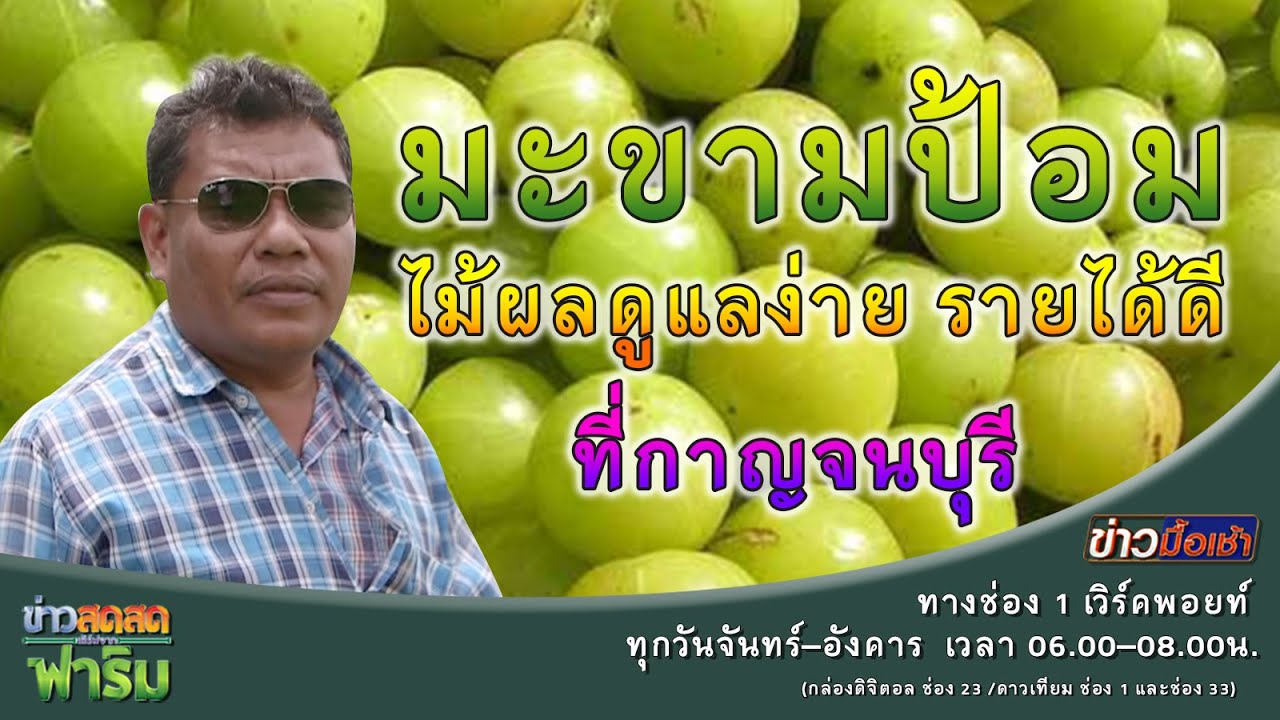 ข่าวสดๆเสิร์ฟจากฟาร์ม ตอน 078 มะขามป้อม ไม้ผลดูแลง่าย รายได้ดี ที่กาญจนบุรี : Matichon TV