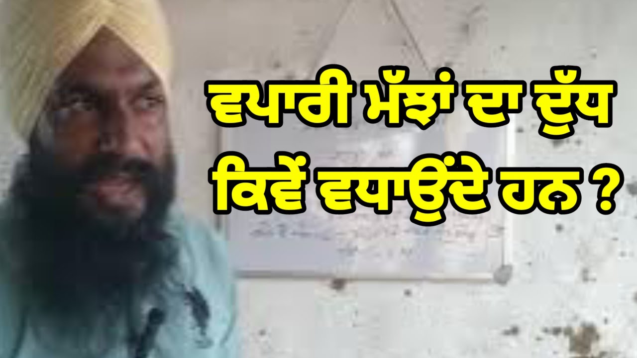 Как торговцы увеличивают надои буйволов? Они кормят буйволицу трижды. / Доктор Сукхчайн Сингх