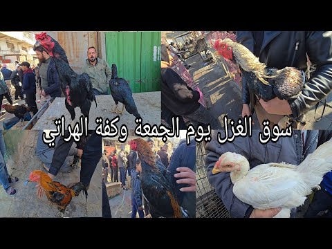 سوق الغزل يوم الجمعة الوكفة الخاصة بالدجاج والديوجة الهراتي 2025 1 10 وكفة العمالقة