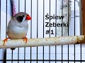 Śpiew Zeberki #1 (Zebra Finch sings)
