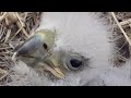 SWFL Eagles~E23 is preening itself😊 Big feet and impressive claws~9:26 am 2024/01/12