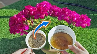 EXTREME FLOWERING with this HOMEMADE fertilizer from 2 household waste  Homemade fertilizer