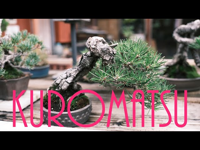 K*K様 黒松盆栽 黒松の魅力。樹齢×00年の黒松【盆栽Q】The charm of Kuromatsu - YouTube