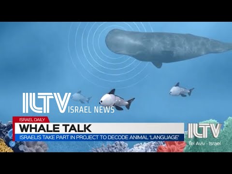 Israelis take part in project to decode whale language