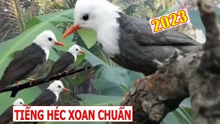 Tiếng héc xoan đầu đàn | Gọi bầy đàn cực hay chuẩn mới nhất