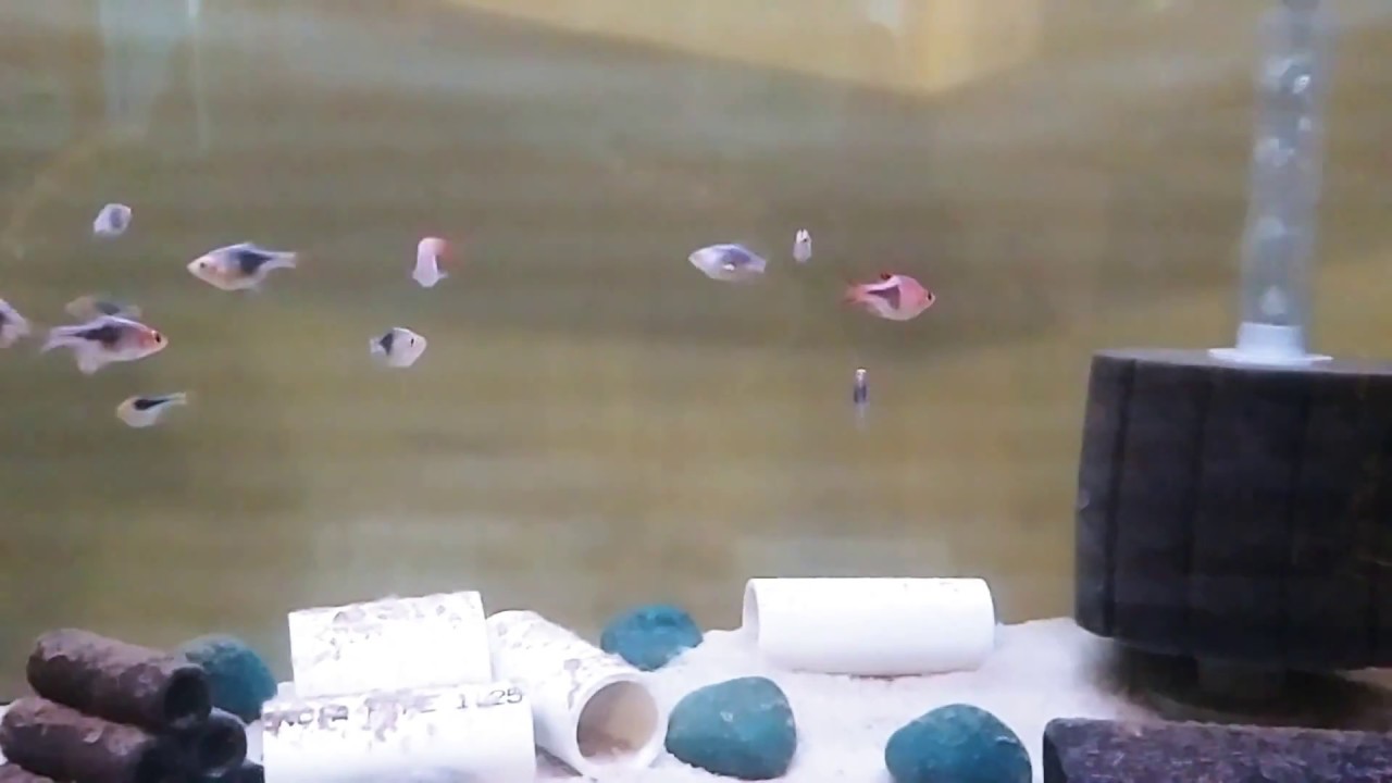 camera iphone 8 plus apk 2018 08 14 19 29 58