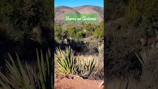 Unit 24 Mule deer. hunting coues whitetail