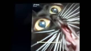 10 Second Funny Meme