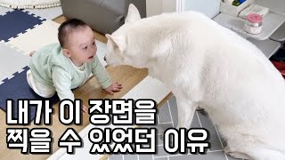 아기와 진돗개를 키울때 반드시 주의할 점│아기와 강아지 키우기