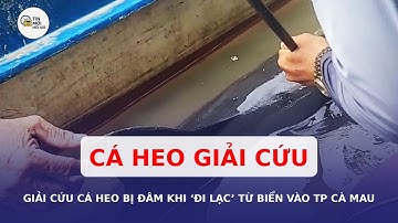 Giải cứu cá heo bị đâm khi đi lạc từ biển vào Thành phố Cà Mau
