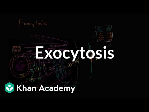 Exocytosis | Membranes and transport | Biology | Khan Academy