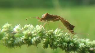 The Natural Beauty of Insects is a ritual of life by Hewan Penghibur 32 views 2 weeks ago 2 minutes, 6 seconds