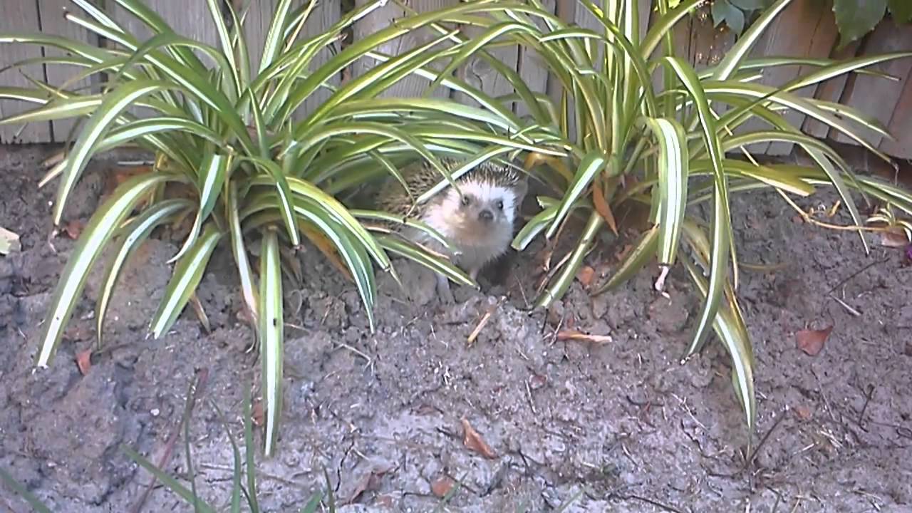 Erik The Hedgehog Explorer