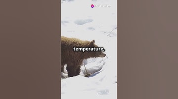 Could humans hibernate to heal or explore space? #trending #reels #shorts #science #space #india