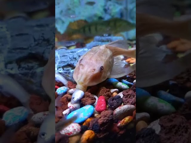 Hypostomus plecostomus albino | oh begini cara kerja ikan sapu² sehingga selalu buat aquarium bersih class=