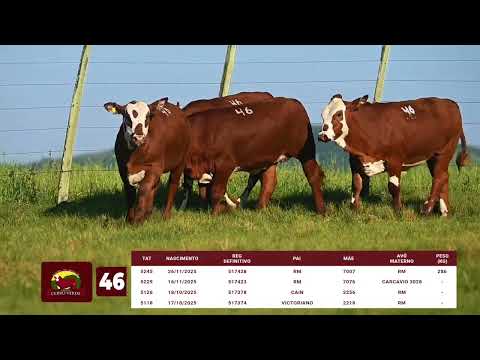 LOTE 46   CERRO VERDE