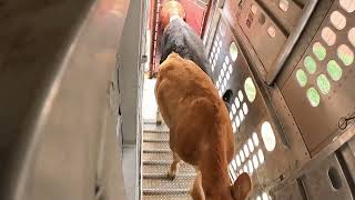 Hauling Cattle from Texas to Colorado - Texas wildfires - Smokehouse Creek fire