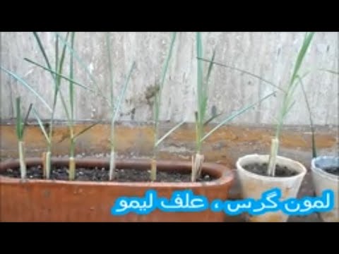   لمون گرس یا علف لیمو گیاهی با فواید زیاد و کاشت آسان