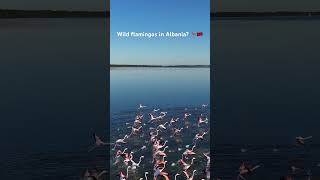 Flamingos in Albania? 🦩🇦🇱 #albania #flamengo #zvernec