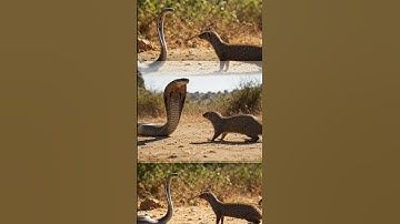 #snake #wildlife #kingcobra #kingsnake #cobra #venomouscreatures #animals