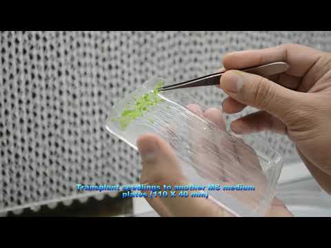 Video: Arabidopsis Thaliana Dygimo Metu Vyksta Platus Transkriptominis Ir Epigenominis Rekonstravimas