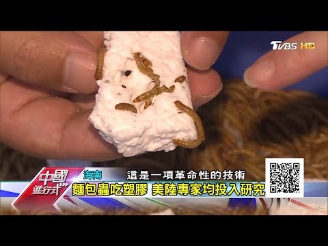 科學家的秘密實驗室 吃塑料的蟲 中國進行式 20180422