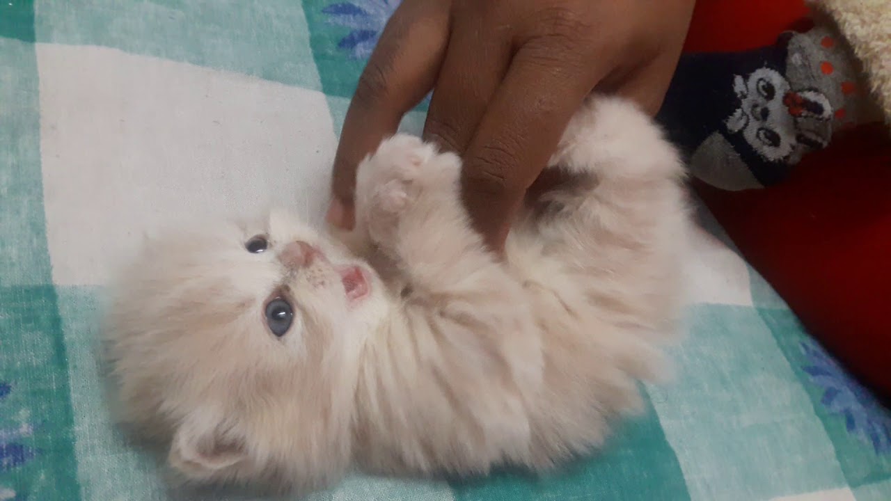 teacup persian olx