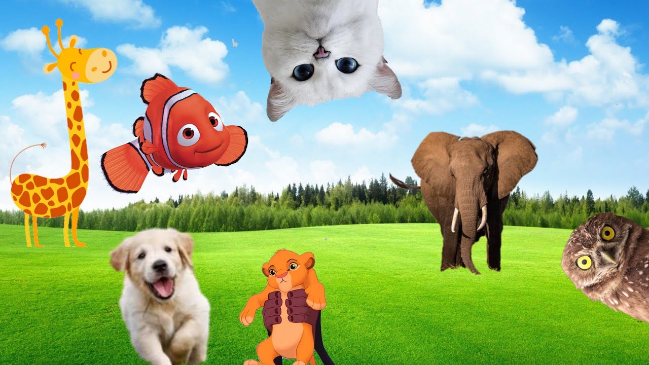 teach-pets-cat-dog-chicken-horse-cow-monkey-duck-sheep