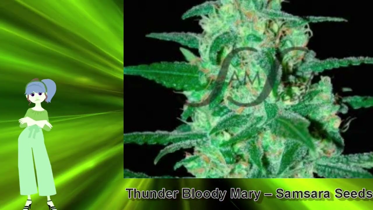 Thunder Bloody Mary – Samsara Seeds