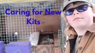 Caring For Baby Rabbits by Deadwood Rabbitry 30 views 1 year ago 8 minutes, 55 seconds