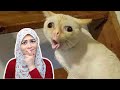 صدمة القطط أسرار سلوكياتها المثيرة المجنونة صدمة القطط أسرار سلوكياتها المثيرة المجنونة
