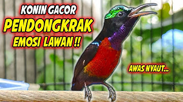 PANCINGAN KONIN GACOR FULL BONGKAR MATERI ROLL TEMBAK !! MASTERAN KOLIBRI NINJA BAHAN TEMBAKAN MEWAH