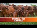 Importancia  y Características del Brahman Rojo - TvAgro por Juan Gonzalo Angel