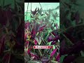 #shorts tradescantia  #jardinchavanna🌸