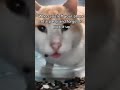 who hates it? #cat #wow #trend #cute #cool