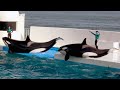 Killer Whale Show at Kamogawa Sea World 【4K】