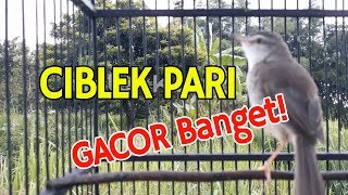 Ciblek Pari Gacor Di Sawah PLONG BANGET Durasi Panjang untuk Isian Murai Batu