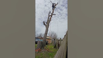 failed tree cutting rigging #rigging #fail #gonewrong #treeclimbing ##treecutting #outdoors #tree