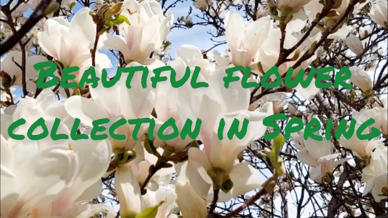 Flower collection in Spring | Beautiful flowers | Europe Travel | Europe vacation | Garden
