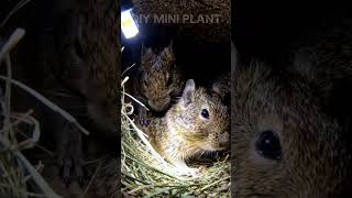 Prairie Vole POV #pov