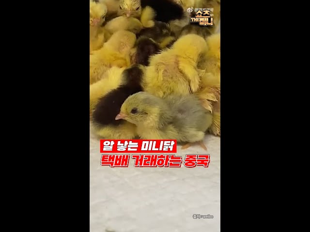 요즘 중국에서 택배로 사는 '알 낳는 미니닭'