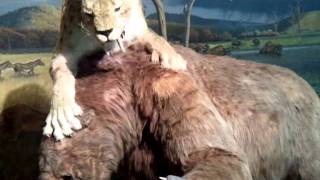 Sloth Vs. Saber-toothed Tiger