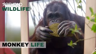 S9E11 | There's A Special Delivery At The Orangutan Nursery | Monkey Life | Beyond Wildlife