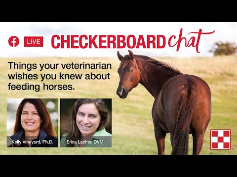 Horse Nutrition: What Equine Veterinarians Wish You Knew