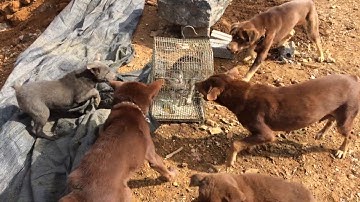 Huấn luyện chó Mông Cộc săn mèo (dog hunting cat training)