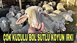 ÇANAKKALENİN EN ÇOK SÜT VEREN KOYUN IRKI ~ BOL KUZU ÇOK SÜT