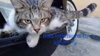 Stray Cat male has bad thinking mating to kitten😲