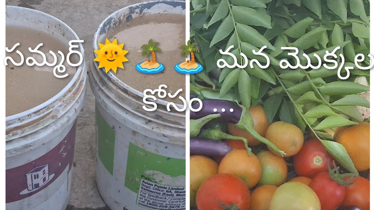 హార్వెస్ట్ చేసుకుని అన్ని రకాల 🍓🍑 ఫ్రూట్ ఫీల్స్ తోటి మంచి లిక్విడ్ చేసుకొని మొక్కలకి ఇచ్చుకుందాము ||